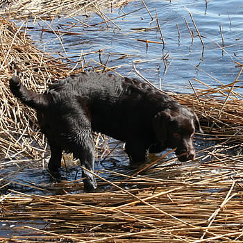 Choko i Skanderborg sø